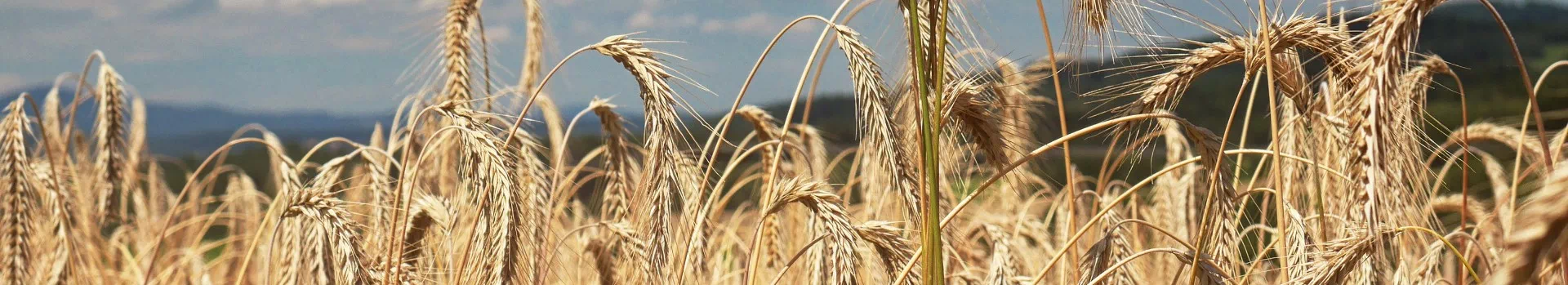 banner - Skup zbóż Lubartów